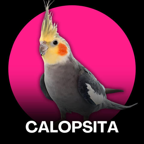 Calopsita - Pantera Cor de Rosa