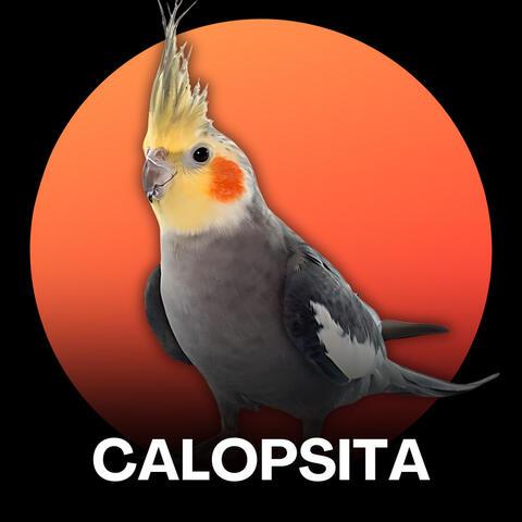 Calopsita - Mario Bros