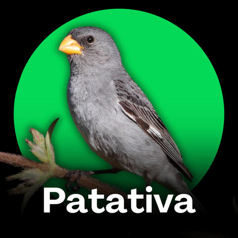 Patativa - Cantos Naturais