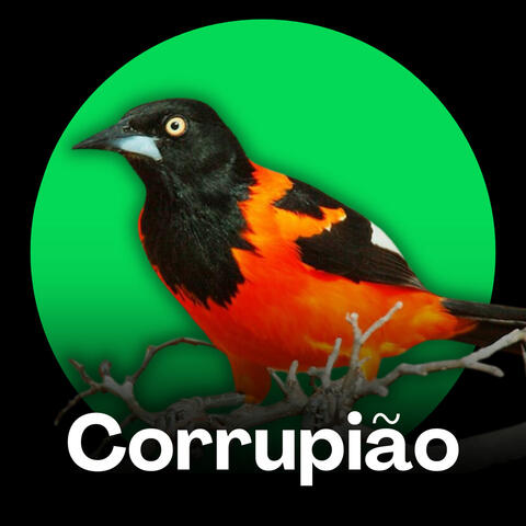 Corrupião - Canto Brasileiro