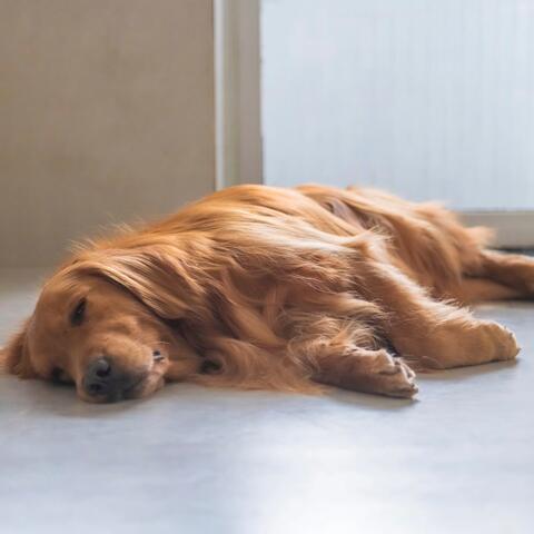 Soft Echoes for Peaceful Dog Moments