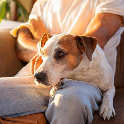 Calma A Las Mascotas Con Melodías Lofi Calmantes