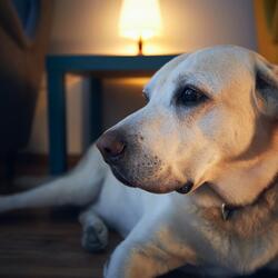 Evening Calm Dog Soothe
