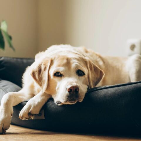 Relaxing Dog Beats for Peaceful Rest