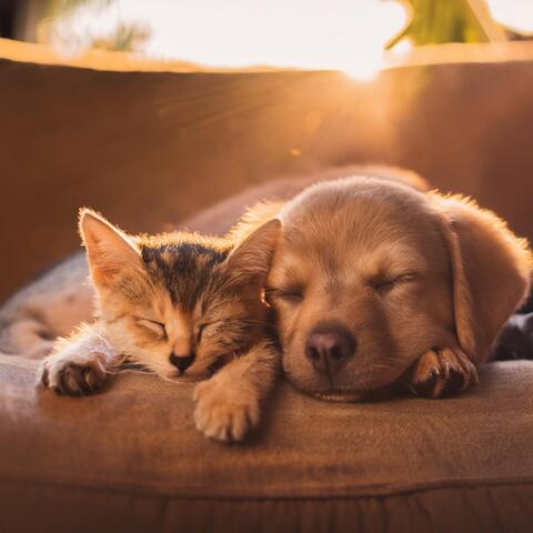 Armonía Para Mascotas: Música De Orquesta Relajante