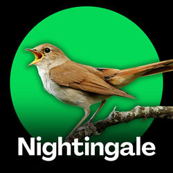 Nightingale - Comprehensive Bird Singing Collection