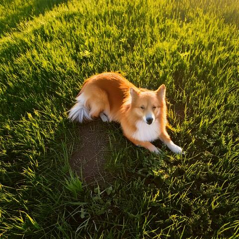 Music for Dog Relaxation: Soft and Soothing