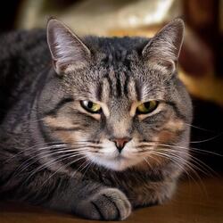 Calm Soundscapes for Cats