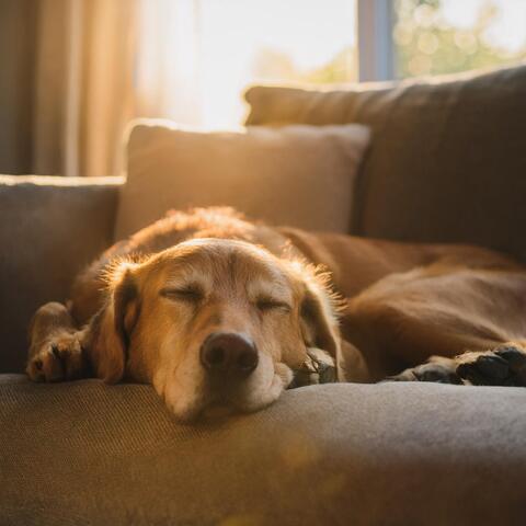 Relajación Suave Para Perros: Melodías Orquestales