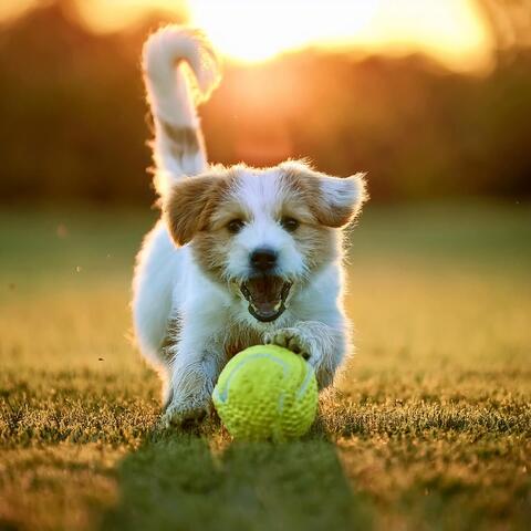 El Viaje Tranquilo Del Perro: Música Calmante