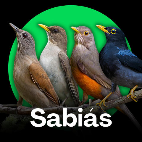 SABIÁS - Canto Natural de 4 Espécies para Estímulo e Treinamento de Aves