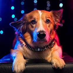 Dogs Respond to Night Rhythms
