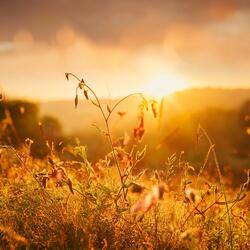 Armonía De Tono Musical