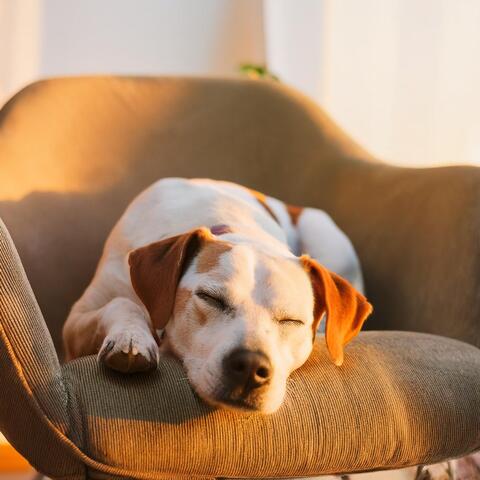 Melodías De Compañerismo: Música De Guitarra Para Mascotas