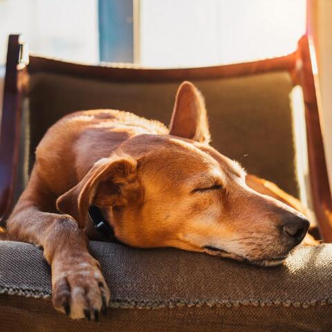 Música Relajante Para Perros: Melodías Suaves
