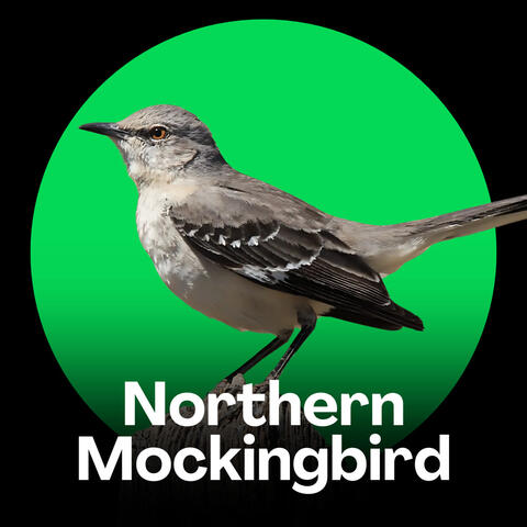 Northern Mockingbird Songs