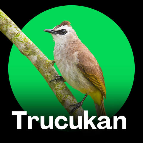Trucukan Suara Kicau Master Terbaru