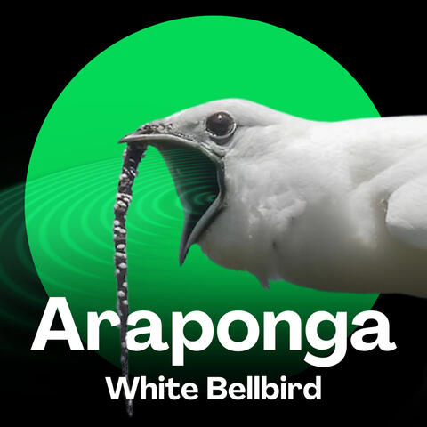 Araponga Eco da Amazônia