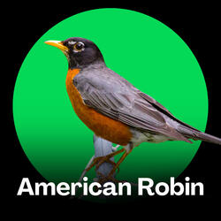 American Robin Chirping in the Forest