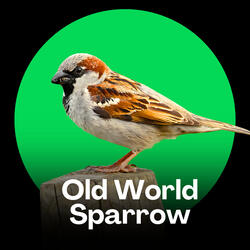 Old World Sparrow Springtime Song