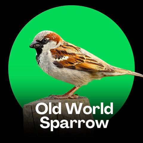 Old World Sparrow Songs