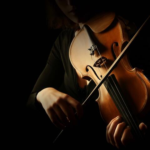 Harmonious Orchestra for a Cat’s Relaxation