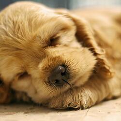 Soft Vibes for Serene Dog Nights