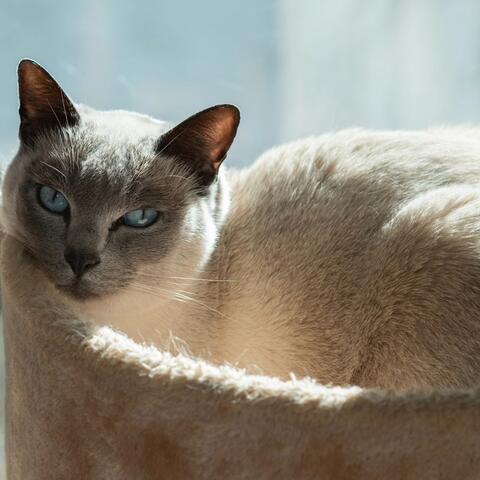 Calming Music for Cats: Peaceful Tunes