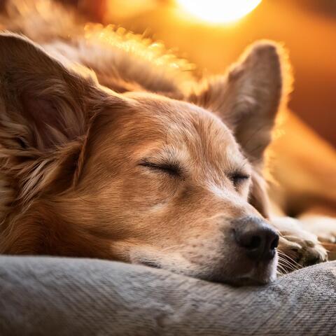 Música Suave Para Mascotas Que Se Sienten Ansiosas