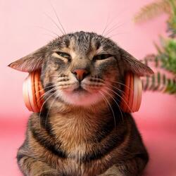 Cozy Cushion Tunes