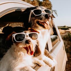 Peaceful Sounds for Furry Friends