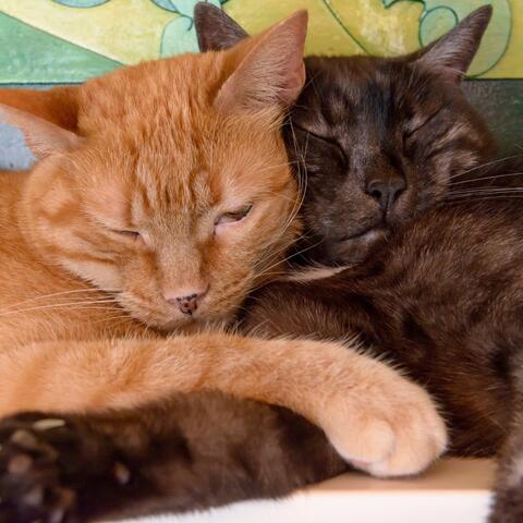 Gentle Rhythms for Pets' Tranquil Moments