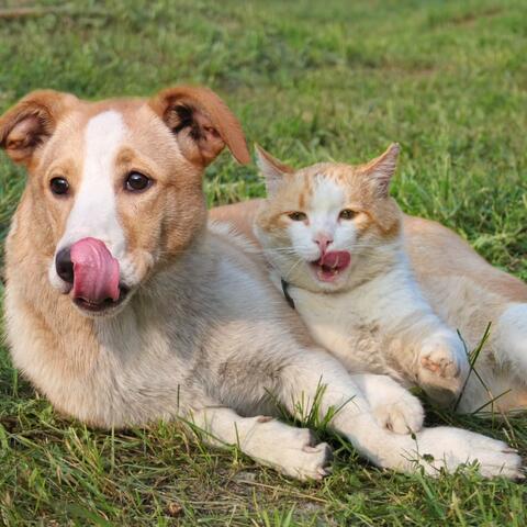 Relaxation Music for Pets: Calm and Gentle