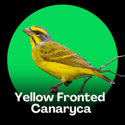 Yellow-Fronted Canary Forest Sounds