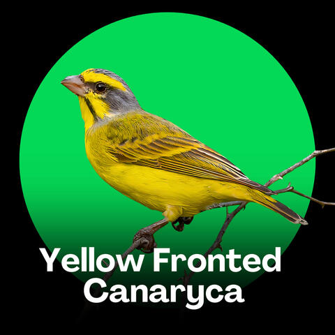 Yellow Fronted Canary Songs