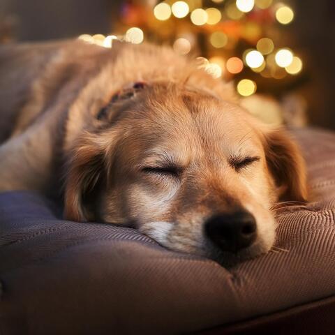 Música Para Mascotas: Sonidos Reconfortantes Para Compañeros