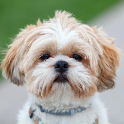 Furry Jazz Reverberations: Piano for Dogs