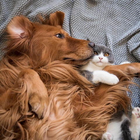 Peaceful Tail: Pet Comfort and Relaxation