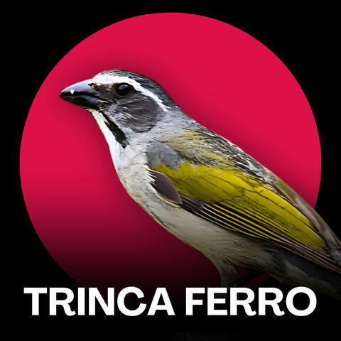 Trinca Ferro Canto de Fibra para Campeonatos