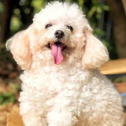 Serene Symphony for Canine Calm
