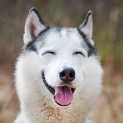 Joyful Jazz for Dogs