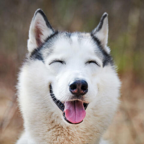 Joyful Bark Echoes: Piano for Doggy Joy
