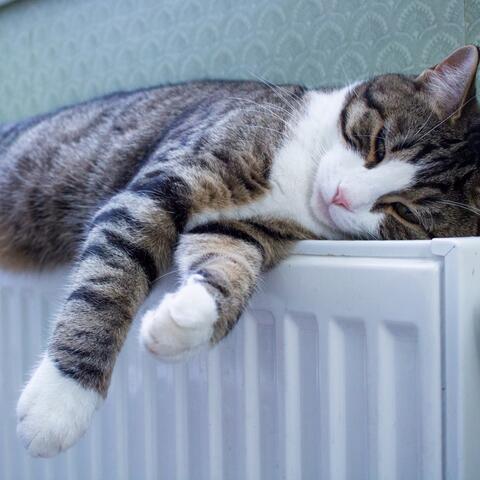 Relaxing Beats for Calm Cat Evenings