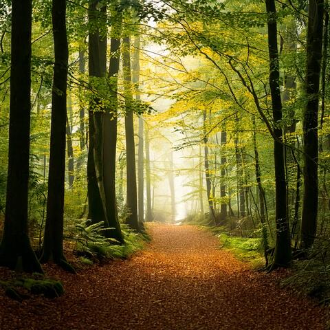 Forest of Stillness