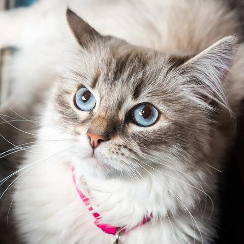 Calming Cat Tunes for Restful Sleep