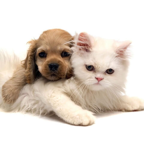 Zen Pets: Serene Ambient for Furry Friends