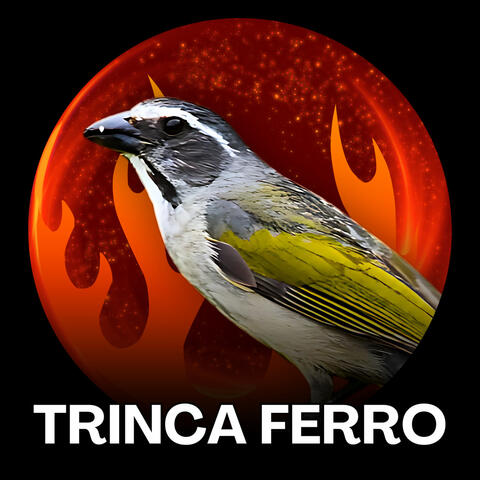 Trinca Ferro Esquenta de Canto