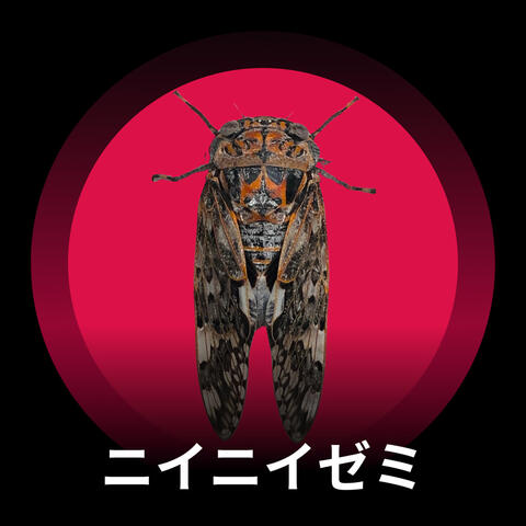 「ニイニイゼミの調べ」