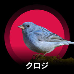 クロジの優雅な歌声