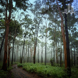 Rainy Eucalyptus Forest